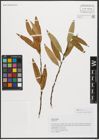 Foto von Salix triandra L.